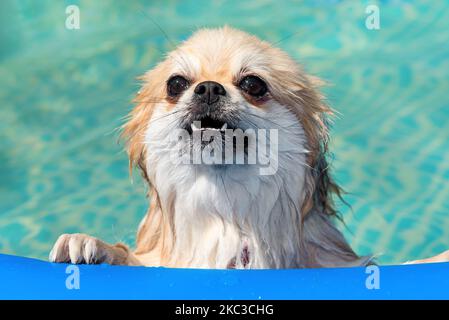 Pommern schwimmend im Pool. Hund in einem aufblasbaren Pool Stockfoto