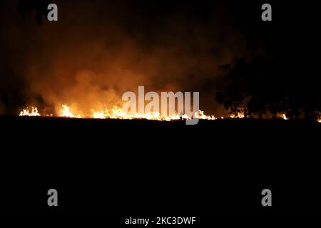 Am 06. November 2020 verbrennen Bauern in Punjab, Indien, auf einem Feld Paddy-Stoppeln. Die Luftverschmutzung in Delhi steigt auf das Saisonhoch, der AQI steigt auf 448 (Foto: Nasir Kachroo/NurPhoto) Stockfoto