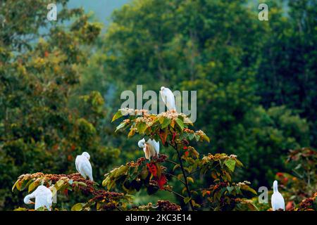 Die Silberreiher (Ardea alba) thronten auf einem Baum Stockfoto