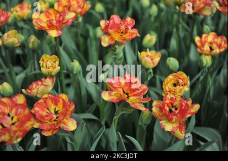 Rote und gelbe Doppel-Tulpen (Tulipa) im März blühen die Sonnenuntergänge in einem Garten Stockfoto