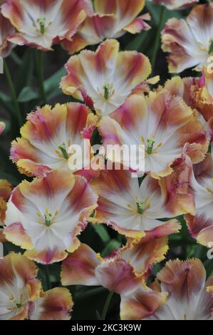Rosa, gelb und weiß gesäumte Tulpen (Tulipa) Sonnenuntergang Miami blüht im April in einem Garten Stockfoto