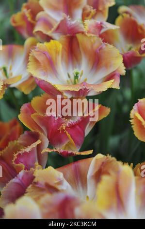 Rosa, gelb und weiß gesäumte Tulpen (Tulipa) Sonnenuntergang Miami blüht im April in einem Garten Stockfoto