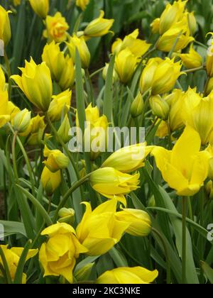 Im April blühen in einem Garten gelbe mehrblütige verschiedene wilde Tulpen (Tulipa sylvestris) Stockfoto