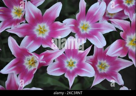 Im April blühen in einem Garten pinkfarbene und weiße Lilienblüten (Tulipa) Tamron Stockfoto