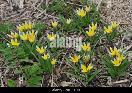 Im April erblühen in einem Garten gelbe verschiedene Spättulpen (Tulipa tarda) Stockfoto