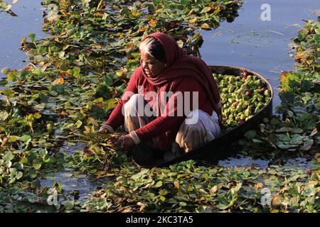 Indische Bauern sammeln am 03. November 2020 an einem Teich in den Außenbezirken von c, Indien, Wasserkastanien. (Foto von Himanshu Sharma/NurPhoto) Stockfoto