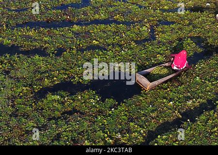 Indische Bauern sammeln am 03. November 2020 an einem Teich in den Außenbezirken von c, Indien, Wasserkastanien. (Foto von Himanshu Sharma/NurPhoto) Stockfoto