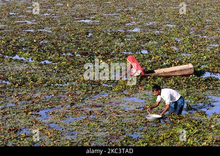 Indische Bauern sammeln am 03. November 2020 an einem Teich in den Außenbezirken von c, Indien, Wasserkastanien. (Foto von Himanshu Sharma/NurPhoto) Stockfoto