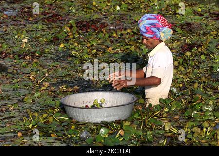 Indische Bauern sammeln am 03. November 2020 an einem Teich in den Außenbezirken von c, Indien, Wasserkastanien. (Foto von Himanshu Sharma/NurPhoto) Stockfoto