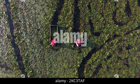 Indische Bauern sammeln am 03. November 2020 an einem Teich in den Außenbezirken von c, Indien, Wasserkastanien. (Foto von Himanshu Sharma/NurPhoto) Stockfoto