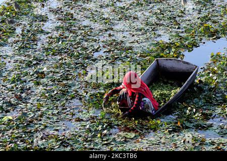 Indische Bauern sammeln am 03. November 2020 an einem Teich in den Außenbezirken von c, Indien, Wasserkastanien. (Foto von Himanshu Sharma/NurPhoto) Stockfoto