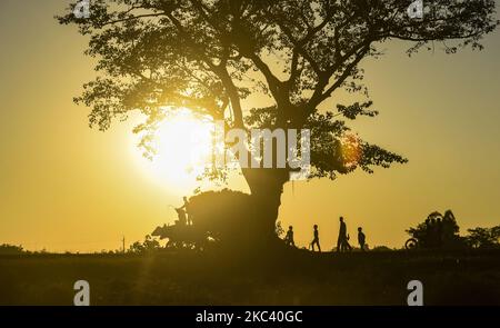 Der Bauer trägt am 12. November 2020 in einem Dorf im Barpeta-Distrikt von Assam in Indien auf einem Büffelwagen bei Sonnenuntergang geerntetes Reisfeld. (Foto von David Talukdar/NurPhoto) Stockfoto