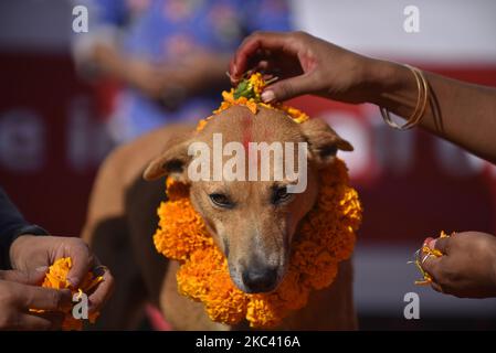 Sneha Shrestha, die Gründerin von Sneha's Care, spielt am Kukur Tihar oder Hundefest Puja towards Dog während der Prozession der Tihar-Feierlichkeiten in Kathmandu, Nepal, am Samstag, den 14. November 2020. Tihar ist ein hinduistisches Fest, das in Nepal 5 Tage lang gefeiert wird. Nepalesische Menschen verehren den Hund, füttern am zweiten Tag von tihar leckeres Essen. Dog ist ein vertrauenswürdiger Wächter des Menschen. Tihar-Marke als das Fest der Lichter, wie die Menschen schmücken ihre Bewohner mit verschiedenen Blumengirlanden, Öllampen und bunten Glühbirnen. (Foto von Narayan Maharjan/NurPhoto) Stockfoto