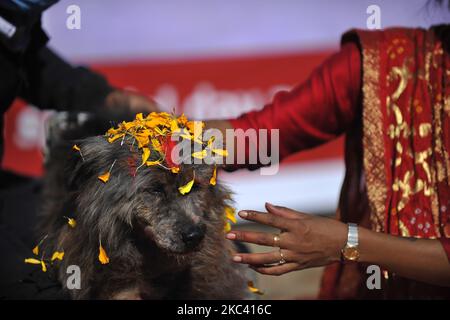 Sneha Shrestha, die Gründerin von Sneha's Care, führt am Kukur Tihar oder Hundefest eine Puja gegen körperlich Behinderte durch, während der Prozession der Tihar-Feierlichkeiten in Kathmandu, Nepal, am Samstag, den 14. November 2020. Tihar ist ein hinduistisches Fest, das in Nepal 5 Tage lang gefeiert wird. Nepalesische Menschen verehren den Hund, füttern am zweiten Tag von tihar leckeres Essen. Dog ist ein vertrauenswürdiger Wächter des Menschen. Tihar-Marke als das Fest der Lichter, wie die Menschen schmücken ihre Bewohner mit verschiedenen Blumengirlanden, Öllampen und bunten Glühbirnen. (Foto von Narayan Maharjan/NurPhoto) Stockfoto