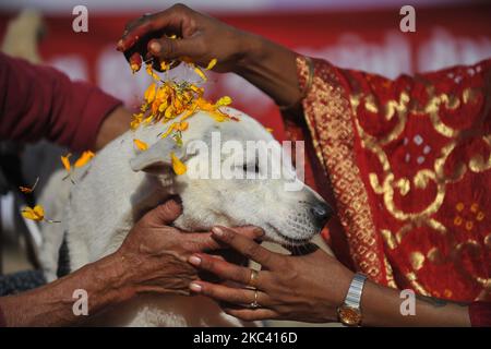 Sneha Shrestha, die Gründerin von Sneha's Care, spielt am Kukur Tihar oder Hundefest Puja towards Dog während der Prozession der Tihar-Feierlichkeiten in Kathmandu, Nepal, am Samstag, den 14. November 2020. Tihar ist ein hinduistisches Fest, das in Nepal 5 Tage lang gefeiert wird. Nepalesische Menschen verehren den Hund, füttern am zweiten Tag von tihar leckeres Essen. Dog ist ein vertrauenswürdiger Wächter des Menschen. Tihar-Marke als das Fest der Lichter, wie die Menschen schmücken ihre Bewohner mit verschiedenen Blumengirlanden, Öllampen und bunten Glühbirnen. (Foto von Narayan Maharjan/NurPhoto) Stockfoto