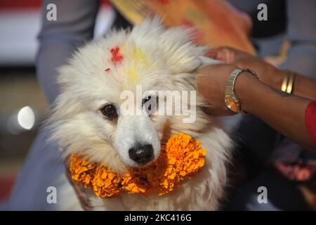 Sneha Shrestha, die Gründerin von Sneha's Care, spielt am Kukur Tihar oder Hundefest Puja towards Dog während der Prozession der Tihar-Feierlichkeiten in Kathmandu, Nepal, am Samstag, den 14. November 2020. Tihar ist ein hinduistisches Fest, das in Nepal 5 Tage lang gefeiert wird. Nepalesische Menschen verehren den Hund, füttern am zweiten Tag von tihar leckeres Essen. Dog ist ein vertrauenswürdiger Wächter des Menschen. Tihar-Marke als das Fest der Lichter, wie die Menschen schmücken ihre Bewohner mit verschiedenen Blumengirlanden, Öllampen und bunten Glühbirnen. (Foto von Narayan Maharjan/NurPhoto) Stockfoto