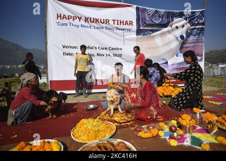 Sneha Shrestha, die Gründerin von Sneha's Care, spielt am Kukur Tihar oder Hundefest Puja towards Dog während der Prozession der Tihar-Feierlichkeiten in Kathmandu, Nepal, am Samstag, den 14. November 2020. Tihar ist ein hinduistisches Fest, das in Nepal 5 Tage lang gefeiert wird. Nepalesische Menschen verehren den Hund, füttern am zweiten Tag von tihar leckeres Essen. Dog ist ein vertrauenswürdiger Wächter des Menschen. Tihar-Marke als das Fest der Lichter, wie die Menschen schmücken ihre Bewohner mit verschiedenen Blumengirlanden, Öllampen und bunten Glühbirnen. (Foto von Narayan Maharjan/NurPhoto) Stockfoto