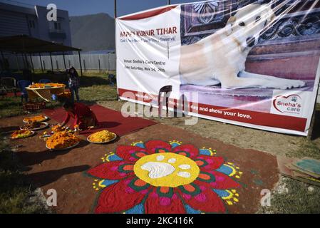 Sneha Shrestha, die Gründerin von Sneha's Care, arrangiert die Puja auf dem Kukur Tihar oder Hundefest als Prozession der Tihar-Feiern in Kathmandu, Nepal, am Samstag, 14. November 2020. Tihar ist ein hinduistisches Fest, das in Nepal 5 Tage lang gefeiert wird. Nepalesische Menschen verehren den Hund, füttern am zweiten Tag von tihar leckeres Essen. Dog ist ein vertrauenswürdiger Wächter des Menschen. Tihar-Marke als das Fest der Lichter, wie die Menschen schmücken ihre Bewohner mit verschiedenen Blumengirlanden, Öllampen und bunten Glühbirnen. (Foto von Narayan Maharjan/NurPhoto) Stockfoto