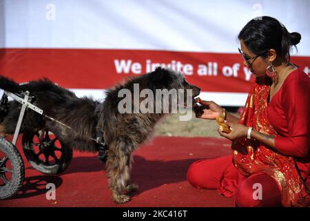 Sneha Shrestha, Gründerin von Sneha's Care, bietet Futter für körperlich Behinderte Hunde an, nachdem sie am Samstag, dem 14. November 2020, Puja auf dem Kukur Tihar oder Hundefest während der Prozession der Tihar-Feiern in Kathmandu, Nepal, durchgeführt hat. Tihar ist ein hinduistisches Fest, das in Nepal 5 Tage lang gefeiert wird. Nepalesische Menschen verehren den Hund, füttern am zweiten Tag von tihar leckeres Essen. Dog ist ein vertrauenswürdiger Wächter des Menschen. Tihar-Marke als das Fest der Lichter, wie die Menschen schmücken ihre Bewohner mit verschiedenen Blumengirlanden, Öllampen und bunten Glühbirnen. (Foto von Narayan Maharjan/NurPhoto) Stockfoto