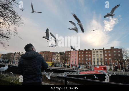 Ein Mann mit Gesichtsmaske füttert eine Herde hungriger Möwen am Fluss Liffey im Zentrum von Dublin. Am Samstag, den 14. November 2020, in Dublin, Irland. 14. November 2020 in Dublin, Irland. (Foto von Artur Widak/NurPhoto) Stockfoto