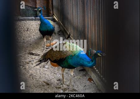 Zwei blaue Pfauen (Pavo cristatus) befinden sich am 17. November 2020 in Palu, Zentralsulawesi, Indonesien, in einem Käfig. Die Zucht dieses Vogelliebhabers soll verhindern, dass die Population des Vogels abnimmt. (Foto von Basri Marzuki/NurPhoto) Stockfoto