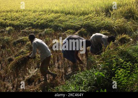 Am Dienstag, den 17. November 2020, schnitten Bauern in Nandail, Mymensingh, Bangladesch, am frühen Morgen das Reisfeld. (Foto von Syed Mahamudur Rahman/NurPhoto) Stockfoto