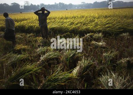 Am Dienstag, den 17. November 2020, schnitten Bauern in Nandail, Mymensingh, Bangladesch, am frühen Morgen das Reisfeld. (Foto von Syed Mahamudur Rahman/NurPhoto) Stockfoto