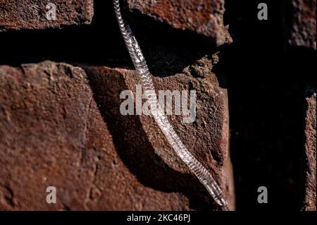 Die gestreifte Bronzeback-Baumschlange (Dendrelaphis caudolineatus) ist eine eher kleine und dünne, nicht giftige Schlange. Die Schlange tarnt sich am 18. November 2020 in einem Basilikumplan, Tehatta, Indien. (Foto von Soumyabrata Roy/NurPhoto) Stockfoto