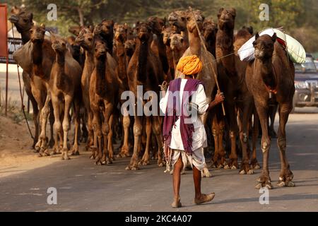 Ein indischer Kamelhändler, der am 19. November 2020 aus der Wüste von Pushkar zurückkehrt. Aufgrund der Coronavirus-Pandemie haben die Behörden die jährliche Pushkar Camel-Messe in diesem Jahr abgesetzt, aber aufgrund fehlender Informationen erreichten viele Händler den Veranstaltungsort heute. Tausende Viehhändler aus der Region kommen zum traditionellen Kamelmarkt, wo Vieh, hauptsächlich Kamele, gehandelt wird. Die jährliche Kamel- und Viehmesse ist eine der größten Kamelmessen der Welt. (Foto von Himanshu Sharma/NurPhoto) Stockfoto