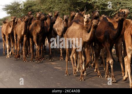 Ein indischer Kamelhändler, der am 19. November 2020 aus der Wüste von Pushkar zurückkehrt. Aufgrund der Coronavirus-Pandemie haben die Behörden die jährliche Pushkar Camel-Messe in diesem Jahr abgesetzt, aber aufgrund fehlender Informationen erreichten viele Händler den Veranstaltungsort heute. Tausende Viehhändler aus der Region kommen zum traditionellen Kamelmarkt, wo Vieh, hauptsächlich Kamele, gehandelt wird. Die jährliche Kamel- und Viehmesse ist eine der größten Kamelmessen der Welt. (Foto von Himanshu Sharma/NurPhoto) Stockfoto