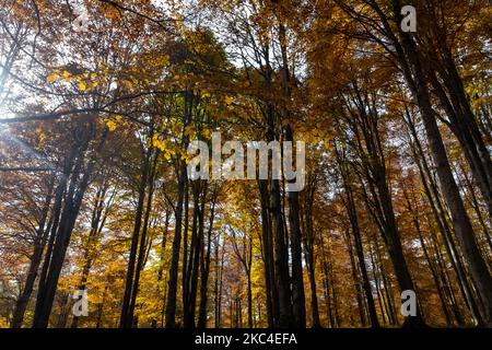 Ein herrlicher Blick auf den Cansiglio-Wald in den venezianischen Dolomiten in Italien mit wunderschönen Herbstfarben Stockfoto