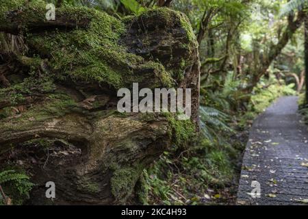 Pfad der McLean Wasserfälle im Catlins Forest Park in Catlin in der Region Otago auf der Südinsel Neuseelands am 24. November 2020. McLean Falls ist ein Wasserfall aus dem Jahr 22m, was ihn zu einem der höchsten im Catlins Forest Park macht. (Foto von Sanka Vidanagama/NurPhoto) Stockfoto