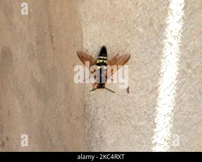 Ein östlicher Cicada-Killer auf der Seite einer Wand, Nahaufnahme Stockfoto