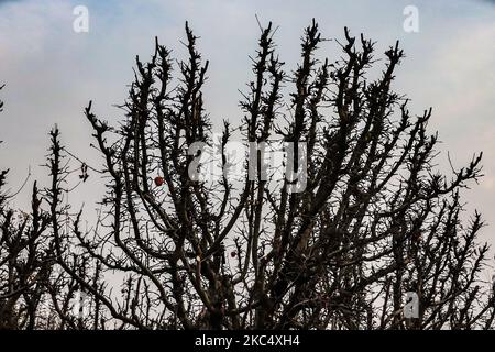 Am 28. November 2020 werden an einem Baum in einem Obstgarten im Distrikt Baramulla, Jammu und Kaschmir, Indien, nur wenige Äpfel gesehen (Foto: Nasir Kachroo/NurPhoto) Stockfoto