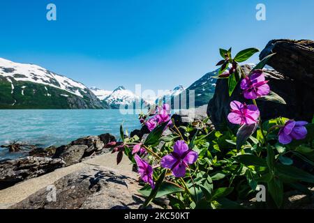 Fireweed; Chamaenerion angustifolium; in der Nähe des Boggs Visitor Centre; Portage Lake; Portage Glacier; Maynard Mountain; Bard Peak; Chugach National Forest Stockfoto