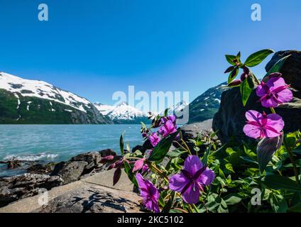 Fireweed; Chamaenerion angustifolium; in der Nähe des Boggs Visitor Centre; Portage Lake; Portage Glacier; Maynard Mountain; Bard Peak; Chugach National Forest Stockfoto