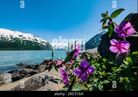 Fireweed; Chamaenerion angustifolium; in der Nähe des Boggs Visitor Centre; Portage Lake; Portage Glacier; Maynard Mountain; Bard Peak; Chugach National Forest Stockfoto