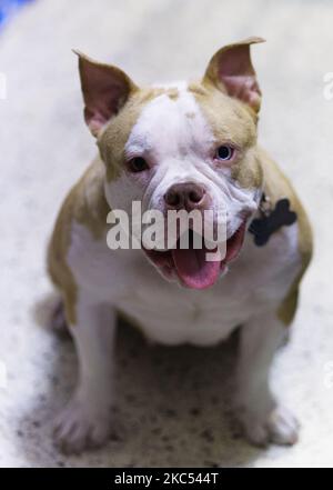 Eine vertikale Aufnahme eines niedlichen hellen amerikanischen Bully-Hundes mit einem Anhänger um den Hals, der fröhlich lächelt Stockfoto