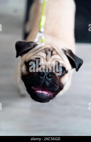 Eine vertikale Draufsicht auf einen Pug-Hund, der mit niedlichen unschuldigen Augen aufschaut Stockfoto