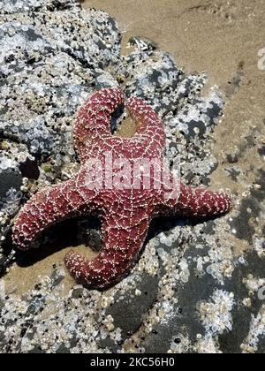 Eine vertikale Nahaufnahme eines gewöhnlichen Seesteruns (Astéias rubens) am Strand Stockfoto