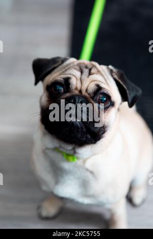 Eine vertikale Aufnahme eines Pug-Hundes, der mit niedlichen unschuldigen Augen sitzt und aufschaut Stockfoto