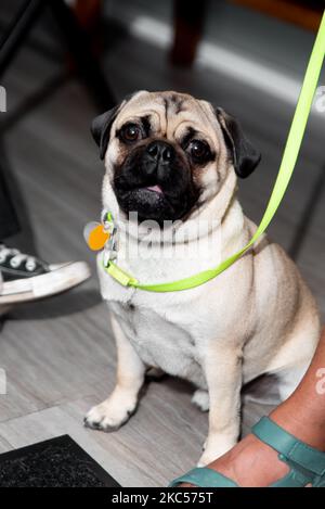 Eine vertikale Aufnahme eines Pug-Hundes, der mit niedlichen unschuldigen Augen sitzt und schaut Stockfoto