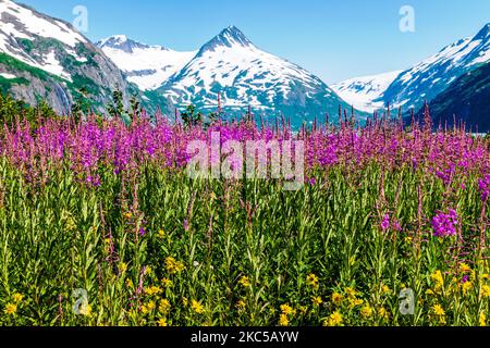 Fireweed; Chamaenerion angustifolium; in der Nähe des Boggs Visitor Centre; Portage Lake; Portage Glacier; Maynard Mountain; Bard Peak; Chugach National Forest Stockfoto