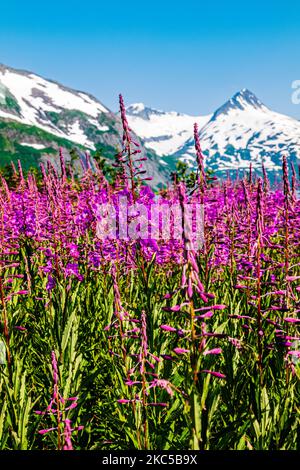 Fireweed; Chamaenerion angustifolium; in der Nähe des Boggs Visitor Centre; Portage Lake; Portage Glacier; Maynard Mountain; Bard Peak; Chugach National Forest Stockfoto