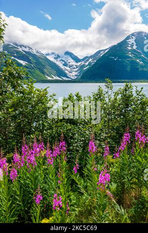 Fireweed; Chamaenerion angustifolium; in der Nähe des Boggs Visitor Centre; Portage Lake; Byron Peak; Byron Glacier; Chugach National Forest; Portage; Alaska; USA Stockfoto