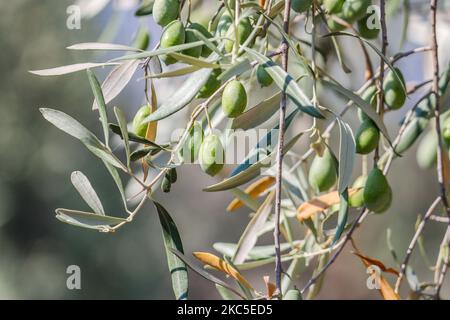 Nahaufnahme der Oliven und der Blätter eines Olivenbaums mit verschwommenem Hintergrund in einem Olivenhain in Attika in Griechenland in der Nähe des Internationalen Flughafens Athen ATH. Die Olivenplantage in Reihen befindet sich auf einem Hügel, einem Hang mit Kalksteinfelsen. Olivenöl und Oliven gehören zu den Hauptzutaten der mediterranen Küche. Der Mittelmeerraum produziert nach Angaben der Ernährungs- und Landwirtschaftsorganisation 95 % der Weltproduktion und trägt damit zum BIP und zur Wirtschaft jedes Landes bei, die 3 wichtigsten Länder sind Spanien, Griechenland und Italien. Attika, Griechenland am 11. Oktober 2020 (Foto von Nicolas Economou/NurPhoto) Stockfoto