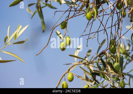 Nahaufnahme der Oliven und der Blätter eines Olivenbaums mit blauem Himmel im Hintergrund bei einem Olivenhain in Attika in Griechenland in der Nähe des Internationalen Flughafens Athen ATH. Die Olivenplantage in Reihen befindet sich auf einem Hügel, einem Hang mit Kalksteinfelsen. Olivenöl und Oliven gehören zu den Hauptzutaten der mediterranen Küche. Der Mittelmeerraum produziert nach Angaben der Ernährungs- und Landwirtschaftsorganisation 95 % der Weltproduktion und trägt damit zum BIP und zur Wirtschaft jedes Landes bei, die 3 wichtigsten Länder sind Spanien, Griechenland und Italien. Attika, Griechenland am 11. Oktober 2020 (Foto: Nicolas Economou/NurPho Stockfoto