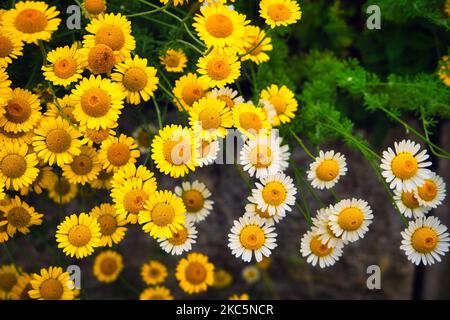 Eine Nahaufnahme von goldenen marguerite-Blüten Stockfoto