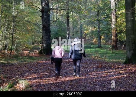 Penn Street, Buckinghamshire, Großbritannien. 4.. November 2022. Spaziergänger genießen die Sonne in Penn Wood. Die Wälder wurden 1999 vom Woodland Trust nach einem sechsjährigen Kampf von den Freunden von Penn Wood erworben, die es aufhörten, in einen 18-Loch-Golfplatz umgewandelt zu werden. Penn Wood, in den Chilterns, einem Gebiet von außergewöhnlicher natürlicher Schönheit, ist ein ‘alter Wald“ mit Bäumen, die über 200 Jahre alt sind. Quelle: Maureen McLean/Alamy Live News Stockfoto