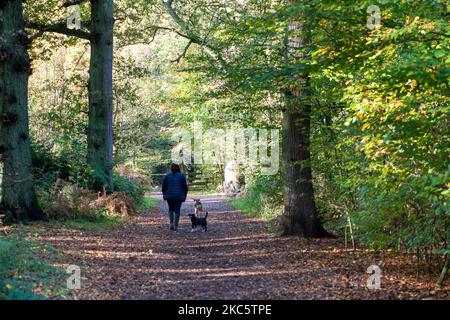 Penn Street, Buckinghamshire, Großbritannien. 4.. November 2022. Eine Dame geht mit ihren Hunden in der Sonne in Penn Wood. Die Wälder wurden 1999 vom Woodland Trust nach einem sechsjährigen Kampf von den Freunden von Penn Wood erworben, die es aufhörten, in einen 18-Loch-Golfplatz umgewandelt zu werden. Penn Wood, in den Chilterns, einem Gebiet von außergewöhnlicher natürlicher Schönheit, ist ein ‘alter Wald“ mit Bäumen, die über 200 Jahre alt sind. Quelle: Maureen McLean/Alamy Live News Stockfoto